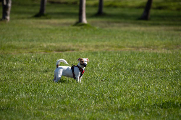 A small Jack Russell Terrier with a red collar and muzzle enjoys a walk on the green lawn on a sunny day