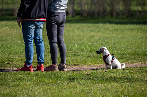 Jack Russell Terrier in a muzzle sits on the grass, waiting as its owners stand nearby