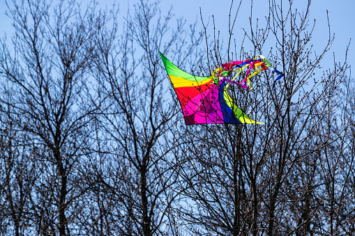 A colorful kite tangled in the bare branches of a tree against a blue sky.