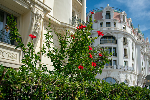 Amazing Hibiscus flowering  (bush ot tree)  with red  blossoms on Promenade des Anglais  (behind maybe famous hotel Negresco)