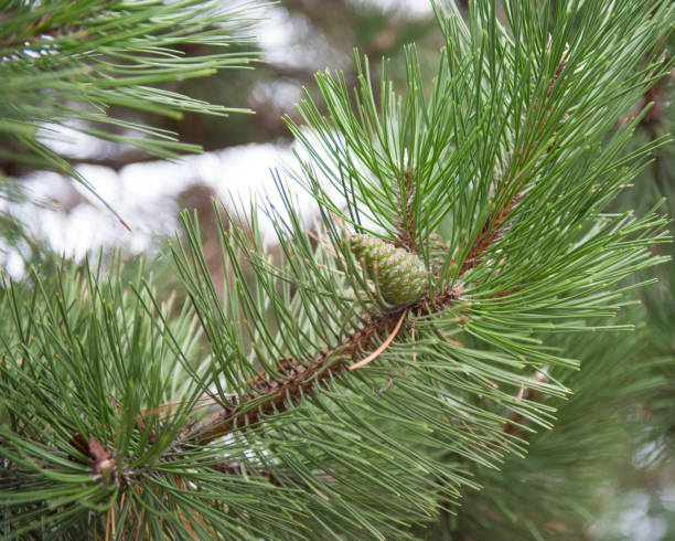 istock Blue sky and a pine branch with a young pine cone 2149736550