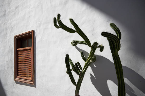 istock White wall house with a big cactus 2149736599