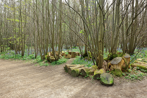 Logs of wood laid out in Trosley country park
