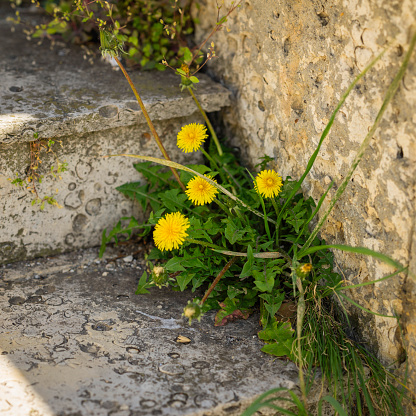 Yellow dandelion grows from the cracks of a concrete wall on the stairs. Life concept