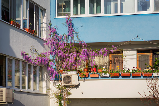 Residential building whose balcony is decorated with picturesque wisteria flowers and potted plants