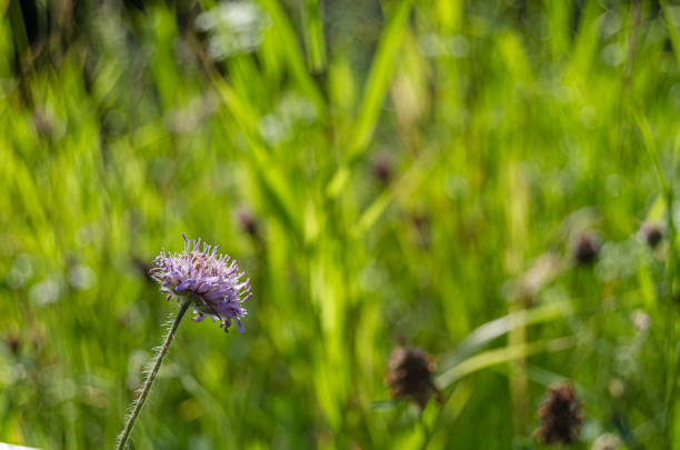 Detail of wild field flowers and green grass