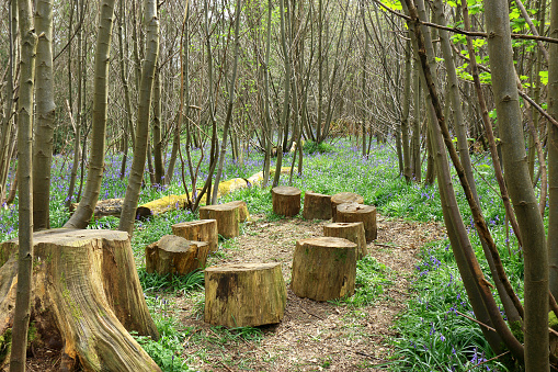 Woodland seats in Trosley country park