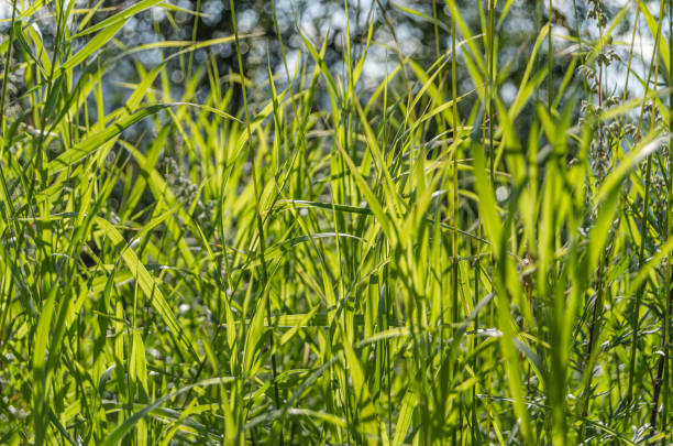 istock Beautiful green grass, natural background 2149738518