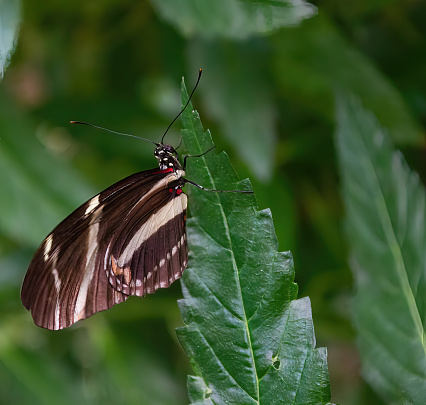 Long-winged zebra butterfly or zebra heliconias perched on a plant . Heliconius charithonia. Lepidopterology.