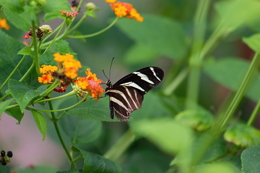 Long-winged zebra butterfly or zebra heliconias feeding on a flower . Heliconius charithonia. Lepidopterology.