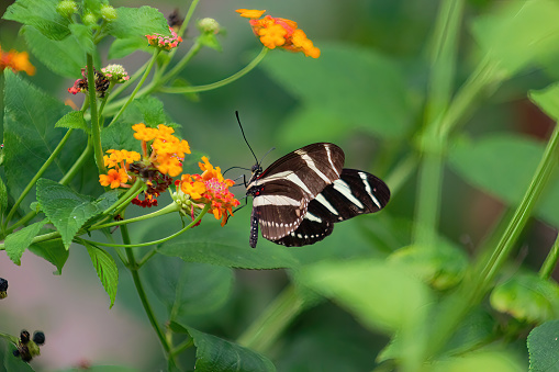 Pollination. Long-winged zebra butterfly or zebra heliconias . Heliconius charithonia. Lepidopterology.