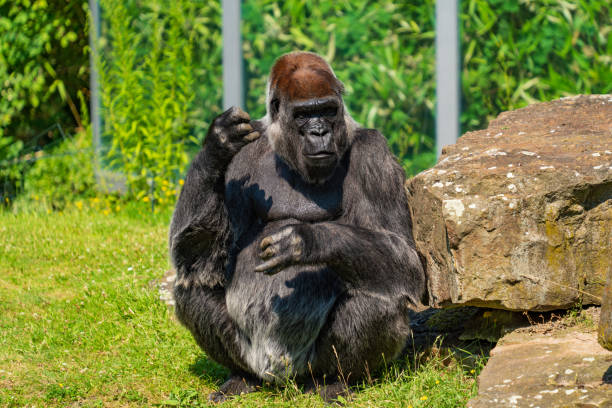 Young male silverback gorilla walking on all fours with black background. Wildlife concept