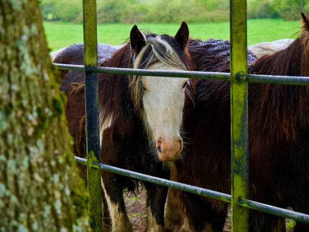 istock Horse looking through a fence and a tree 2149738943