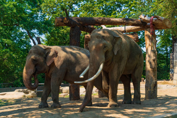 istock Elephant in Berlin Zoo in Germany 2149739014