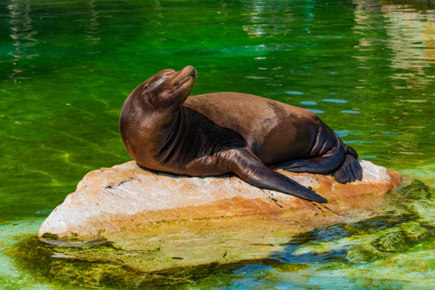 istock A seal in Berlin Zoo in Germany 2149739098