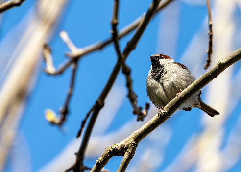 Male House Sparrow with a grey crown, black bib, and chestnut neck, perched on a building in Dublin.
