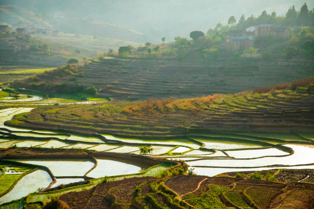 istock Rice terrasses fields of Madagascar 2149739472