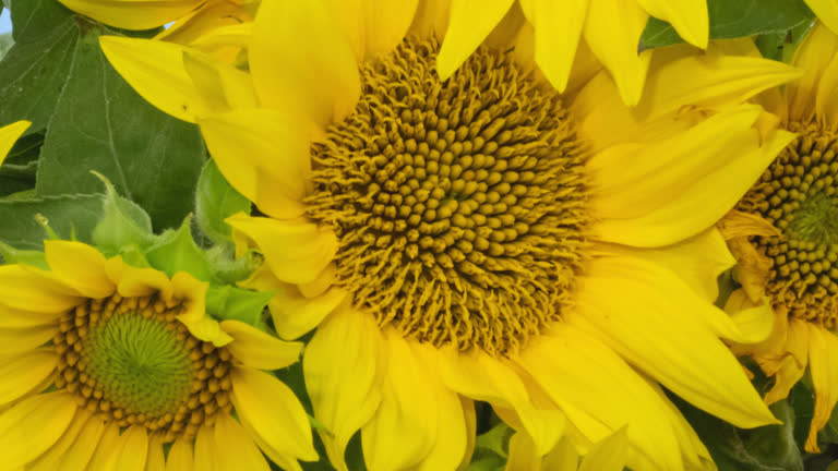 Macro time lapse blooming and wilting Sunflower bouquet close-up on blue screen