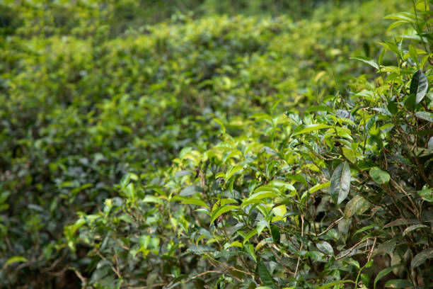 istock high mountain tea plantation in Sri Lanka 2149739679