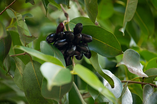 Fruit of Syzygium cumini, commonly known Malabar plum, Java plum, black plum, jamblang, juwet, jambul jambolan, is an evergreen tropical tree flowering plant family Myrtaceae. ripening tree in Africa