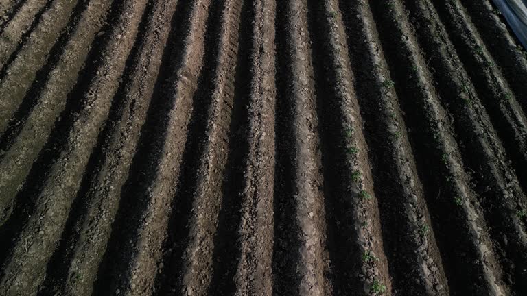 Coarsely harrowed arable field after sowing, Poland