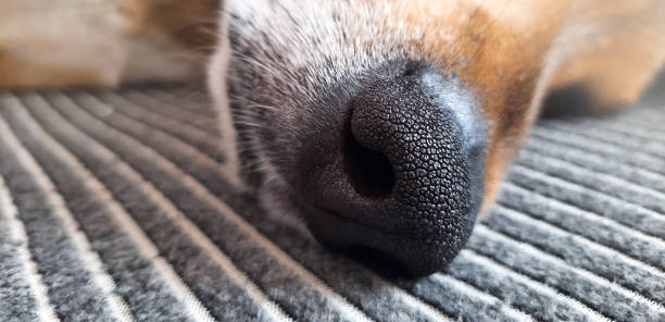 istock Dog nose Close-up. 2149740265