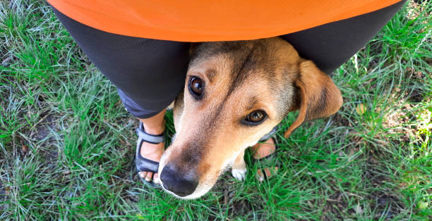 istock Banner Person and dog. 2149740268