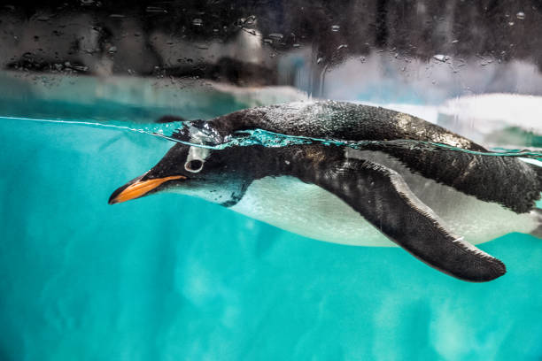 istock Penguins in zoos. Ethics and love for animals. 2149740388