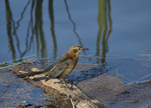 Great-tailed Grackle (female) (quiscalus mexicanus) perched on a floating log