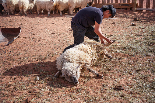 Fourteen Year Old Navajo Boy Roping and Pinning Sheep in a Pen at Monument Valley Tribal Park Arizona on a Sunny Day