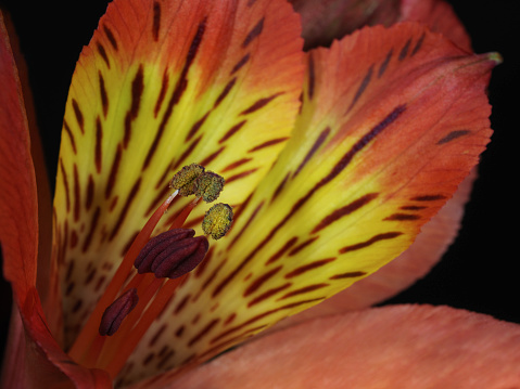 Closeup of a Lily of the Incas flower.