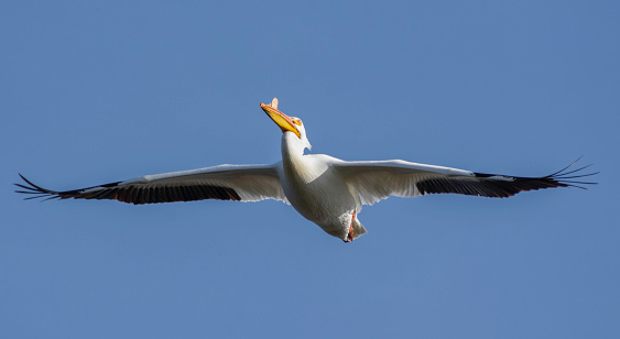 An American White Pelican flies overhead with a bright blue sky background