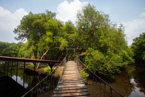 The atmosphere is cool and calming in the Mangrove Nature Tourism Park Area in Muara Angke, Pantai Indah Kapuk, Jakarta. One of the green areas in Jakarta which is also a tourist destination.