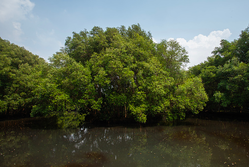 The atmosphere is cool and calming in the Mangrove Nature Tourism Park Area in Muara Angke, Pantai Indah Kapuk, Jakarta. One of the green areas in Jakarta which is also a tourist destination.
