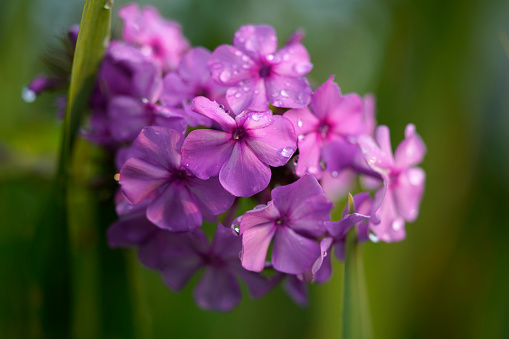 Closeup of pink Phlox flowers with dew drops. Green leaves in the background.
