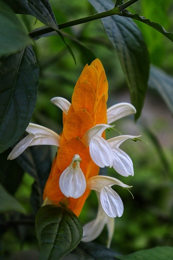 a beautiful yellow and white flower known as garden shrimp