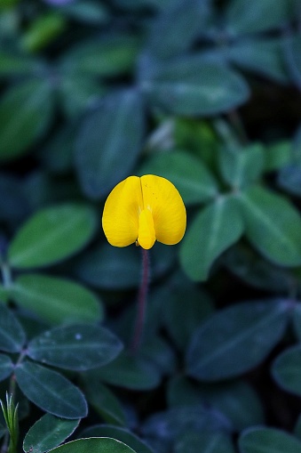 a single yellow flower of peanut grass
