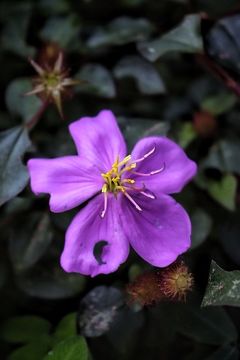 a beautiful purple flower