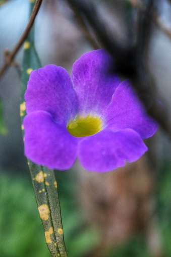 a beautiful purple flower