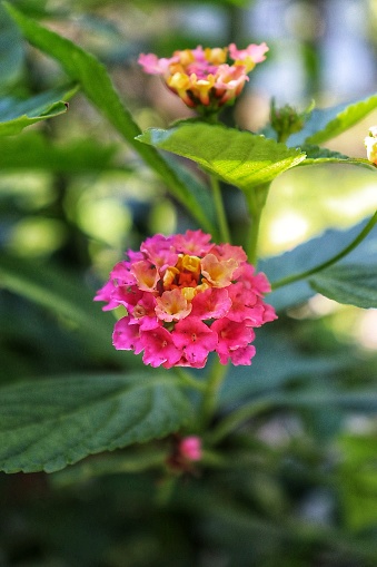 a small twig of the pink lantana