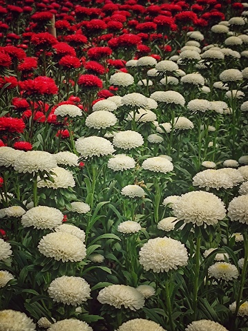 white and red chrysanthemums