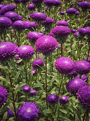 purple chrysanthemums