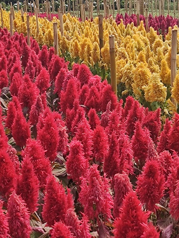 a sea of ​​red and yellow flowers