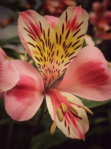 a single beautiful pink lily
