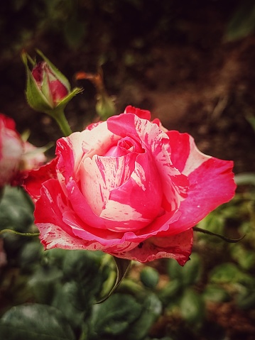 a beautiful bud of a mixed rose