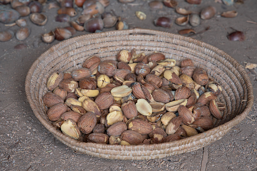 Basket full of canyon live oak acorns (Quercus chrysolepis) on dirt floor with shells in background.