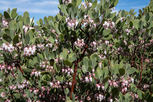 istock Pointleaf manzanita with urn-shaped flowers in spring 2149745136