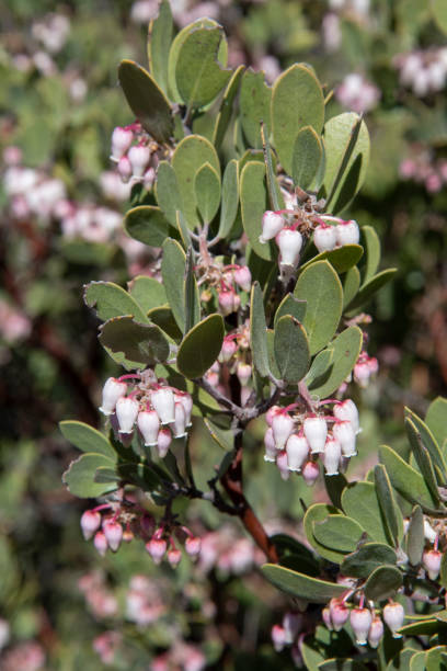istock Pointleaf manzanita with urn-shaped flowers 2149745140
