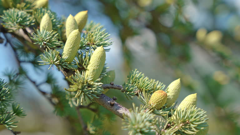 Branch of a coniferous evergreen weeping Cedrus with cones, insect sits on tree