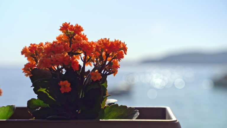 Pot of orange flowers terrace overlooking sea, mountains, sky on a sunny day